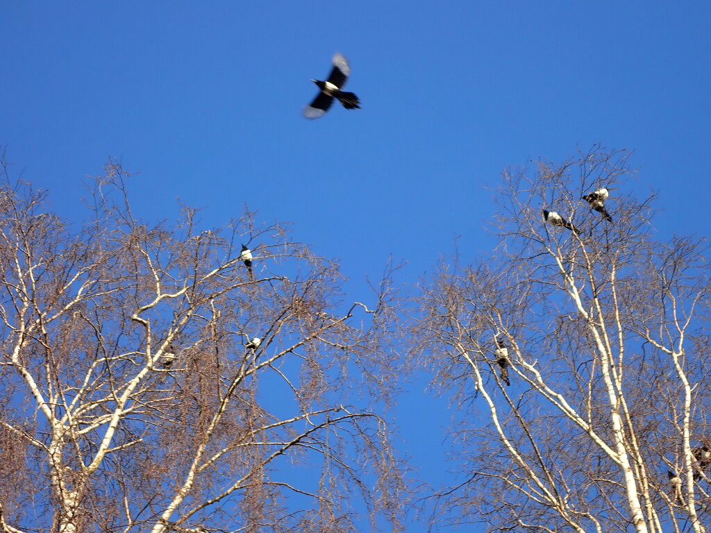 A Magpie gathering  by speedwell