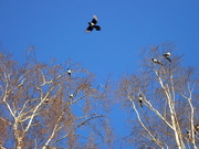 16th Mar 2024 - A Magpie gathering 