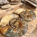 Fossils by kjarn