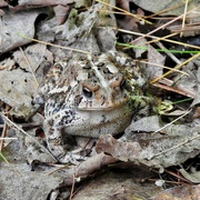 21st May 2024 - American Toad - Another Eye Test