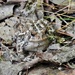 American Toad - Another Eye Test by sunnygreenwood