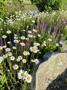 3rd Jun 2024 - Oxeye Daisies and Woodland Sage