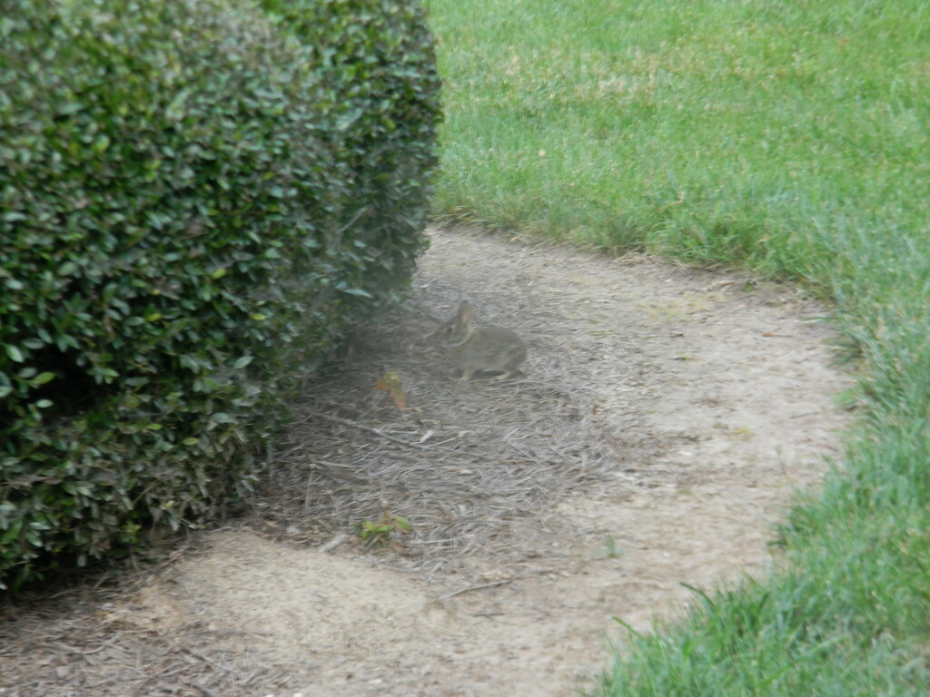 Baby Bunny in Neighborhood by sfeldphotos