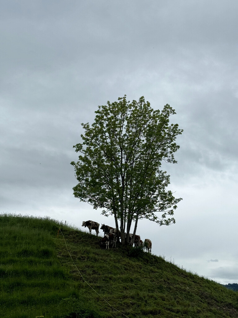 Swiss cows.  by cocobella