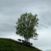 Swiss cows.  by cocobella