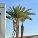 Palm tree haircut in process  by sandlily