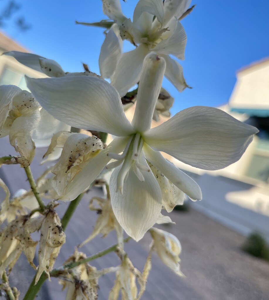 6 3 Yucca flower by sandlily