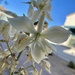 6 3 Yucca flower