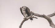 3rd Jun 2024 - Osprey At the Nest Tree!