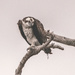 Osprey At the Nest Tree!