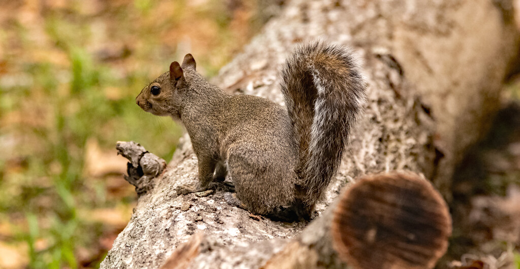 Squirrel on the Log! by rickster549