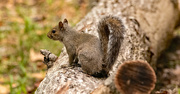 3rd Jun 2024 - Squirrel on the Log!