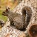 Squirrel on the Log! by rickster549