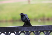 3rd Jun 2024 - Blackbird