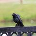 Blackbird by pirish