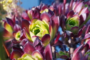 3rd Jun 2024 - Vibrant Aeonium Rosettes