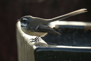 3rd Jun 2024 - Little Fantail