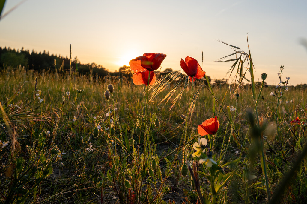 Poppy Life Stages by hannahcallier