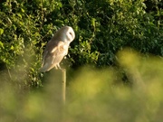 3rd Jun 2024 - Barn Owl 