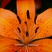 Tiger lily... by marlboromaam