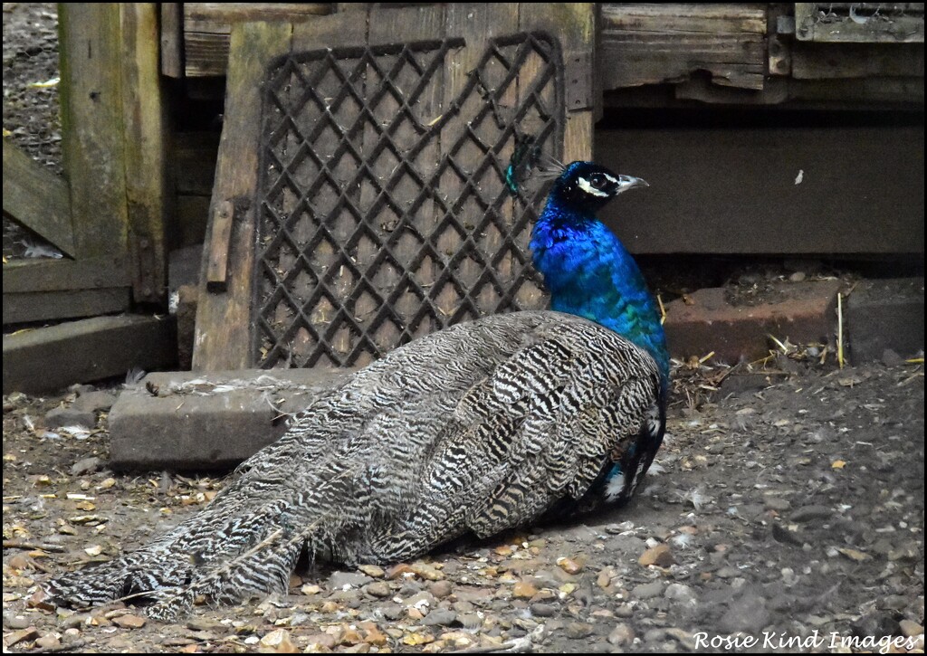 Mr Peacock by rosiekind