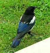 4th Jun 2024 - Young Magpie