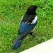 Young Magpie