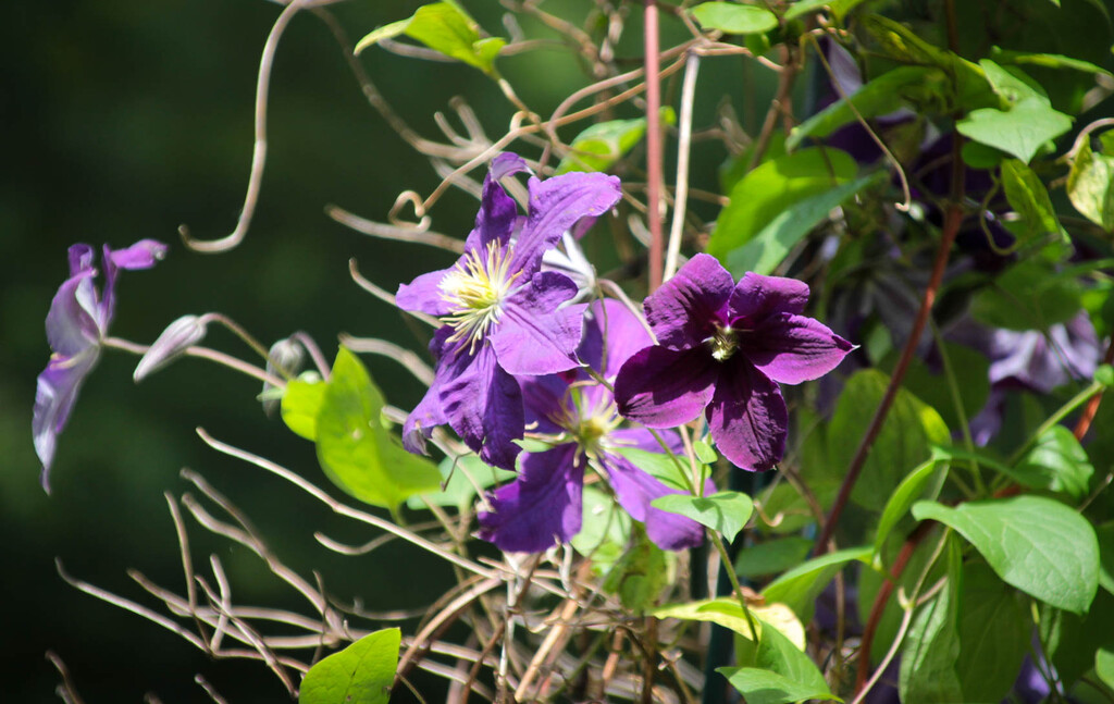 Purple flowers by mittens