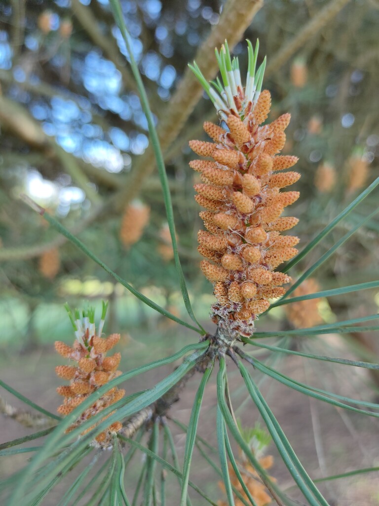 little pine by belucha