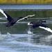 Territorial black swan. Get out of here.  by johnfalconer