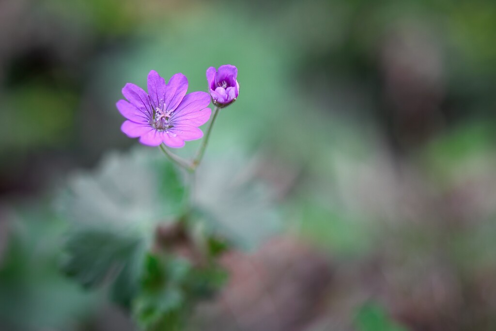 Dove's-foot crane's-bill by okvalle