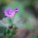 Dove's-foot crane's-bill by okvalle