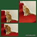 Hunter our ginger tom cat.