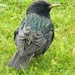 Starling by fishers