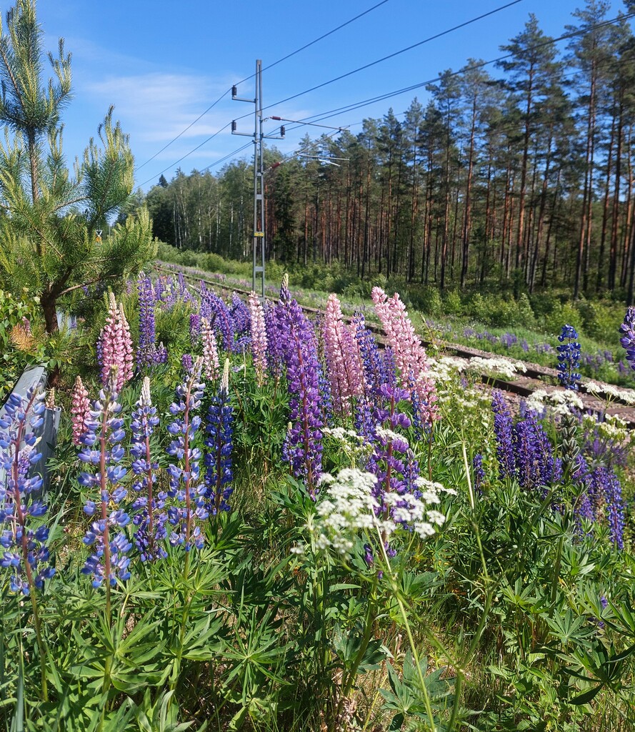 Lots of lovely lupins by busylady