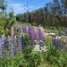 Lots of lovely lupins