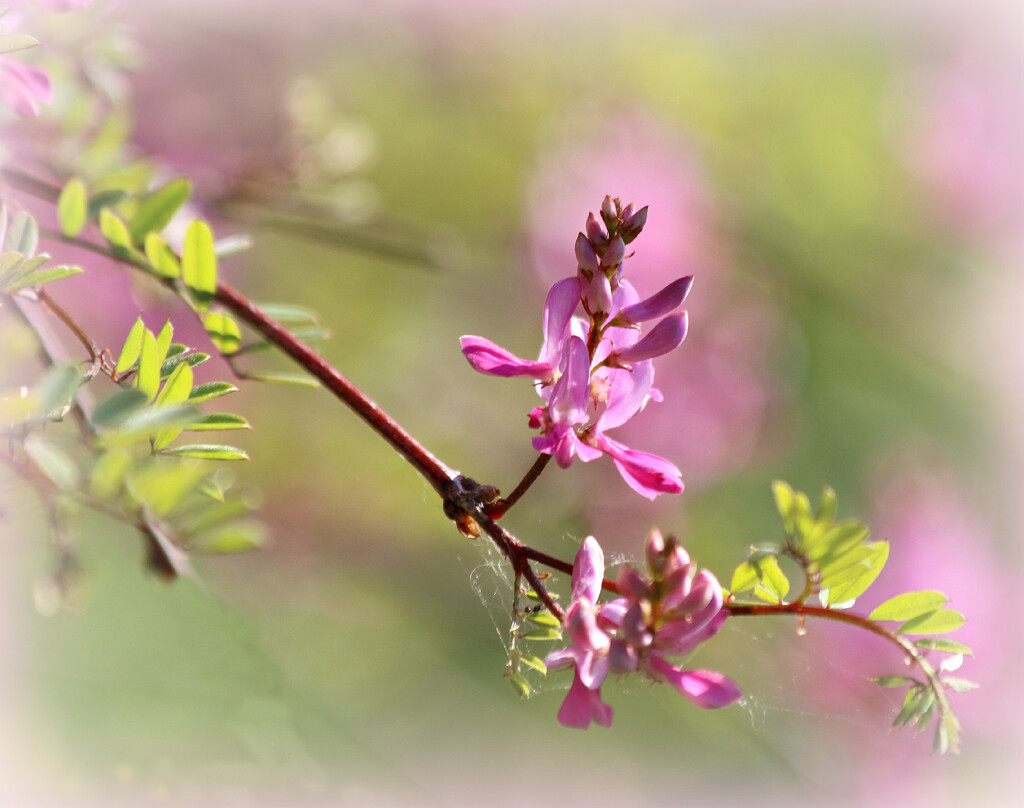 Unknown Flowering Shrub. by wendyfrost