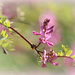 Unknown Flowering Shrub.