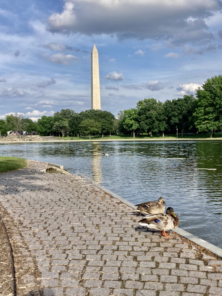 Washington Monument  by jgcapizzi