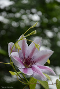 2nd Jun 2024 - Clematis