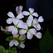 Radish Bouquet by photohoot