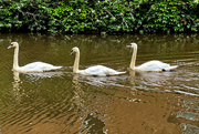 4th Jun 2024 - Swan Conga