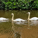 Swan Conga by anncooke76