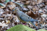 4th Jun 2024 - Mourning Dove