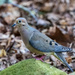 Mourning Dove by kvphoto