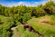 4th Jun 2024 - Green Around the Stepping Stones