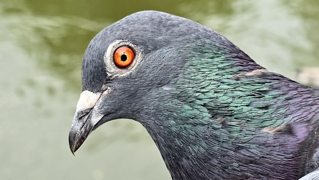156/366 - Pigeon, Weston Park, Sheffield, UK by isaacsnek