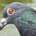 156/366 - Pigeon, Weston Park, Sheffield, UK by isaacsnek