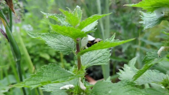 4th Jun 2024 - Bumblebee in the dead nettles