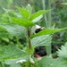 Bumblebee in the dead nettles by boxplayer